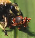 Teuchocnemis bacuntius - photo 4