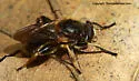 Teuchocnemis lituratus