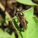 Teuchocnemis lituratus - photo 2