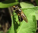 Teuchocnemis lituratus - photo 3