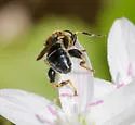 Teuchocnemis lituratus - photo 4