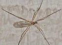 Teucholabis carolinensis