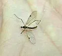 Teucholabis complexa