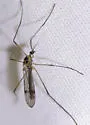 Teucholabis duncani