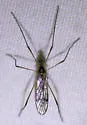 Teucholabis duncani - photo 2