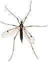 Teucholabis duncani - photo 3
