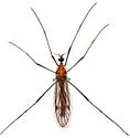 Teucholabis rubescens