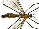 Teucholabis rubescens - photo 4