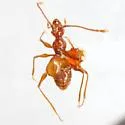 Kretschmarr Cave Mold Beetle - photo 2