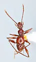 Kretschmarr Cave Mold Beetle - photo 3