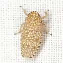 Texananus areolatus