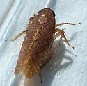 Texananus caducus