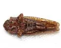 Texananus caducus - photo 2
