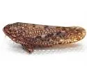 Texananus caducus - photo 3