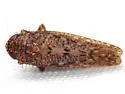 Texananus caducus - photo 4