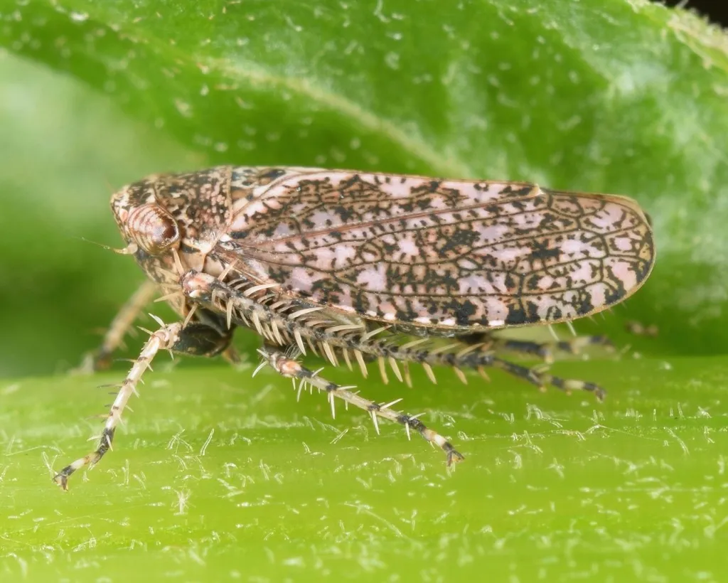 Texananus decorus - photo 2