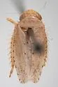 Texananus delicatus - photo 2