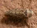 Texananus denticulus