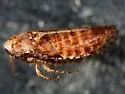 Texananus denticulus - photo 2