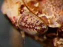 Texananus denticulus - photo 4
