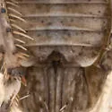 Texananus gladius - photo 3