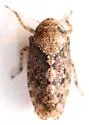 Texananus lathropi
