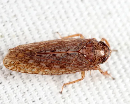 Texananus longipennis