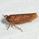 Texananus majestus - photo 4