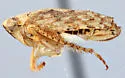 Texananus marmor