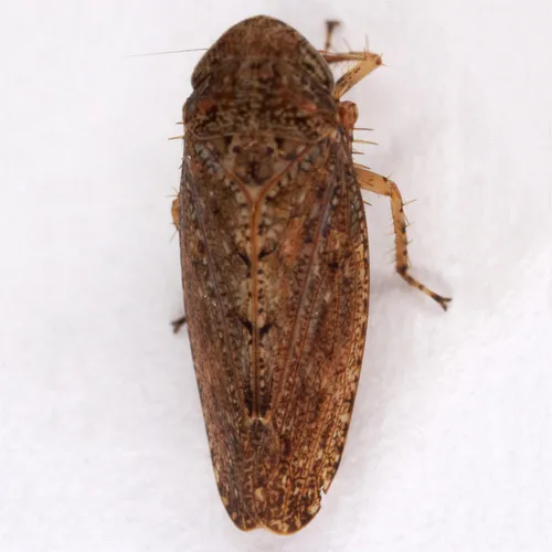 Texananus oregonus - Texananus oregonus
