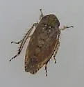 Texananus ovatus - photo 2