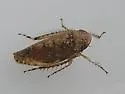 Texananus ovatus - photo 3