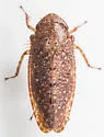 Texananus rufusculus
