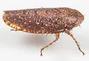 Texananus rufusculus - photo 2