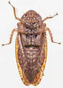 Texananus rufusculus - photo 3