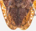Texananus rufusculus - photo 4