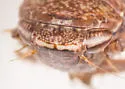 Texananus rufusculus - photo 5