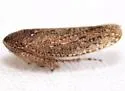 Texananus spatulatus