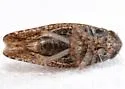 Texananus spatulatus - photo 2