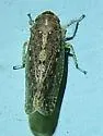 Texananus spatulatus - photo 3
