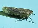 Texananus spatulatus - photo 4