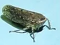 Texananus spatulatus - photo 5
