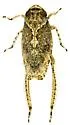 Texananus validus - Texananus validus