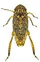 Texananus vermiculatus