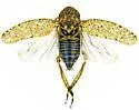 Texananus vermiculatus - photo 2