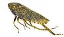 Texananus vermiculatus - photo 4