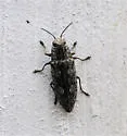 Hardwood Heartwood Buprestid