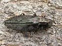 Hardwood Heartwood Buprestid - photo 2