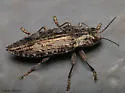 Hardwood Heartwood Buprestid - photo 3