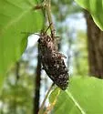 Hardwood Heartwood Buprestid - photo 4